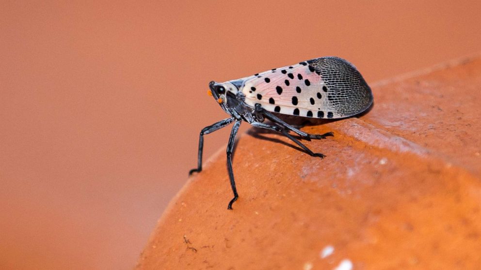 PHOTO: A lanternfly is seen on the roof of an apartment in New York City, Aug. 8, 2022. 