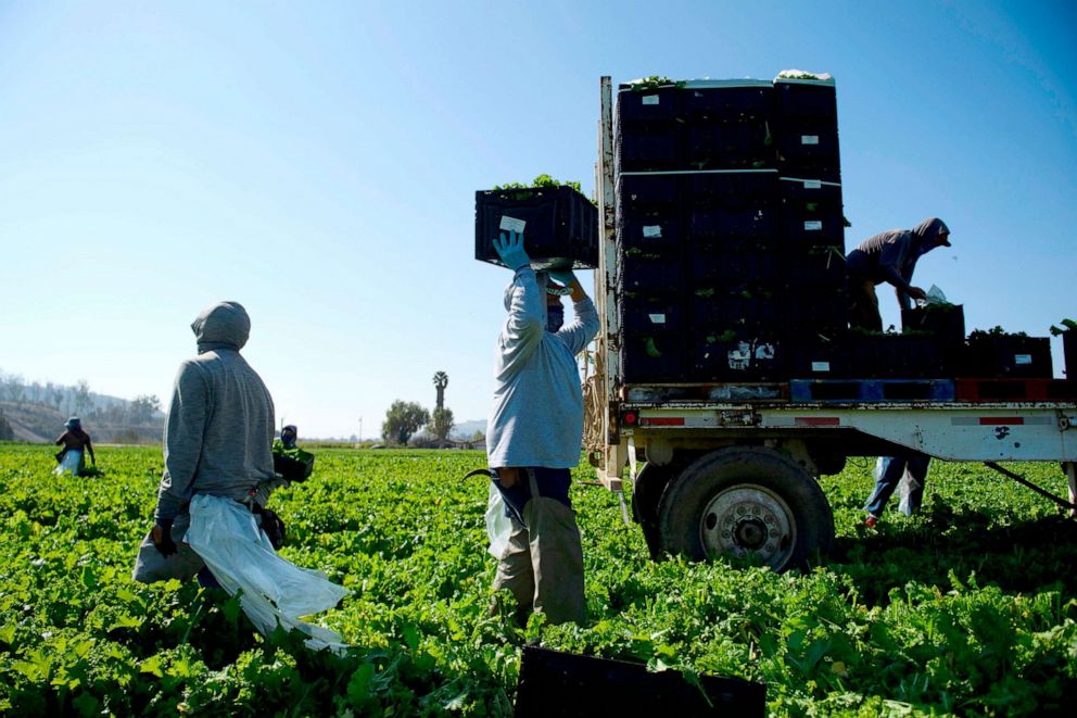 PHOTO: Farmworkers wear face masks as they carry boxes of harvested curly mustard in a field in Ventura County, Calif., Feb. 10, 2021.