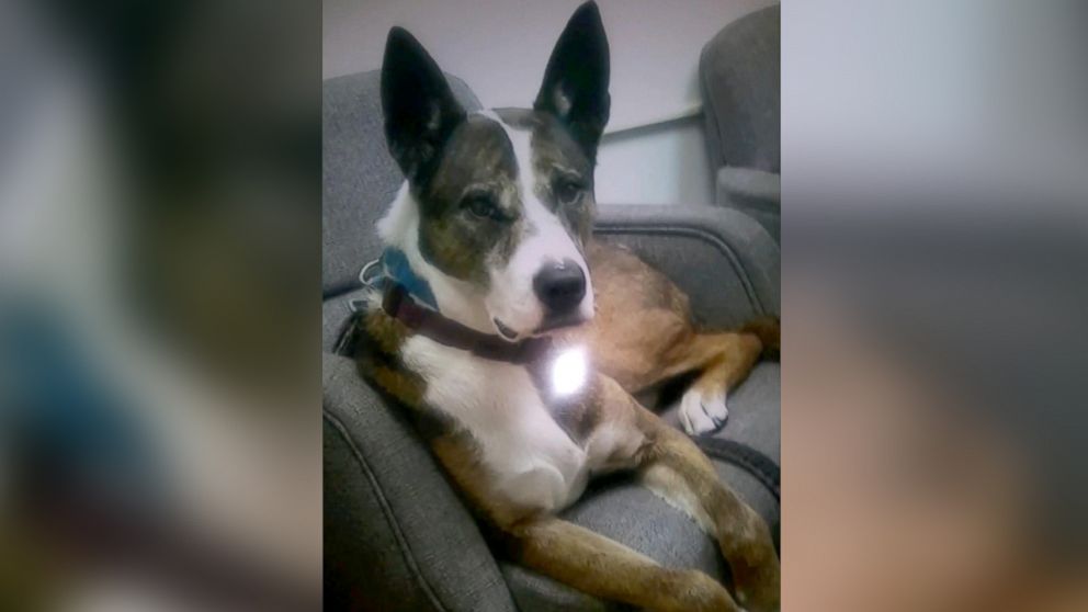 'She gave her life for me': Service dog dies after being hit by gunfire ...