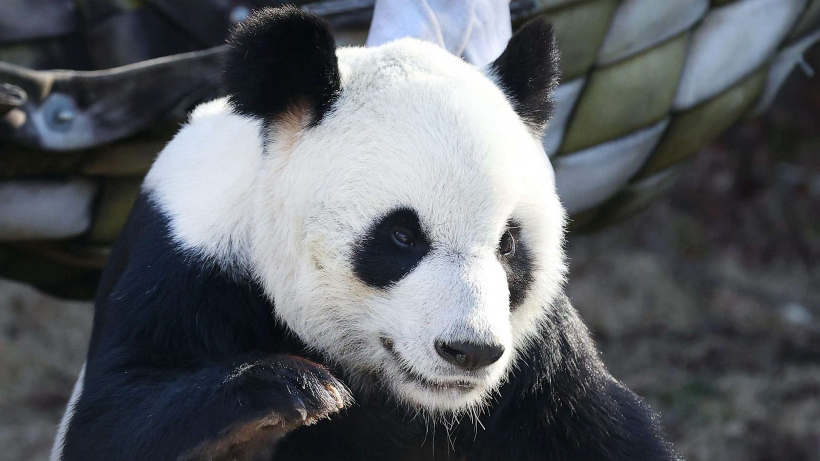 Giant panda Le Le dies after 20 years at Memphis Zoo - ABC News