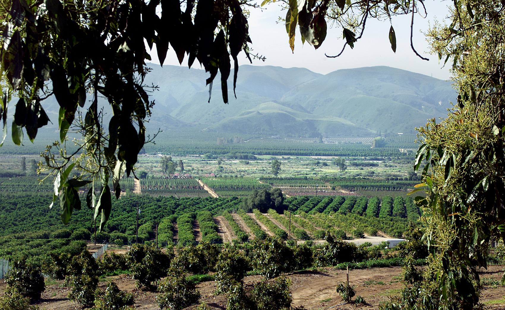 PHOTO: The Santa Clara Valley in Ventura County where the walnut orchards have given way to lemons and avocados and what remains of aging Valencia orange groves.