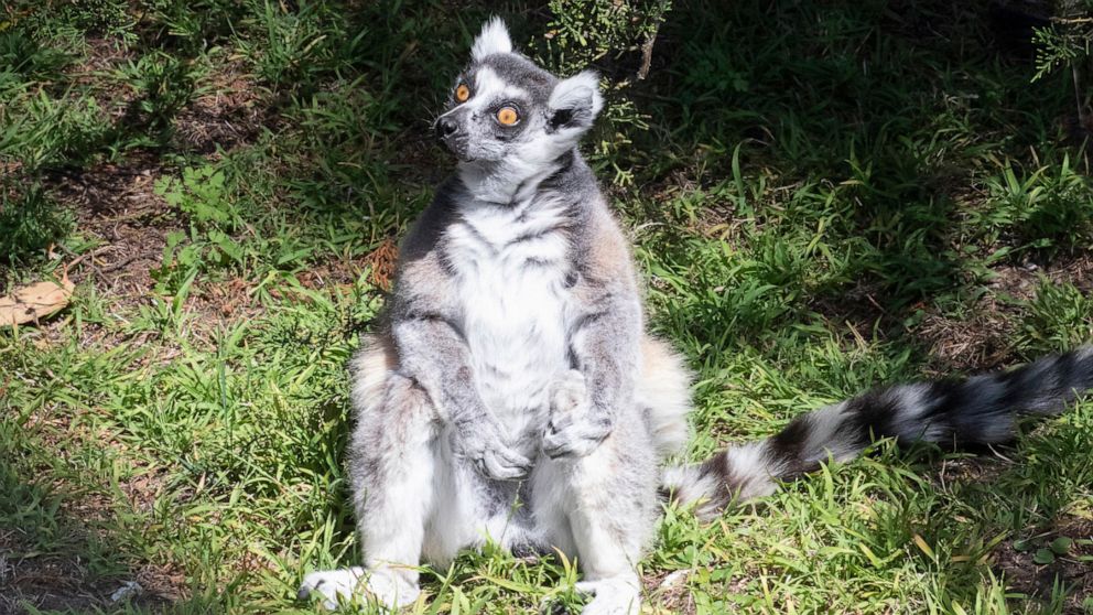 PHOTO: An undated photo released by the FBI shows a ring-tailed lemur named Maki that was stolen from the San Francisco Zoo and found two days later in October 2020.