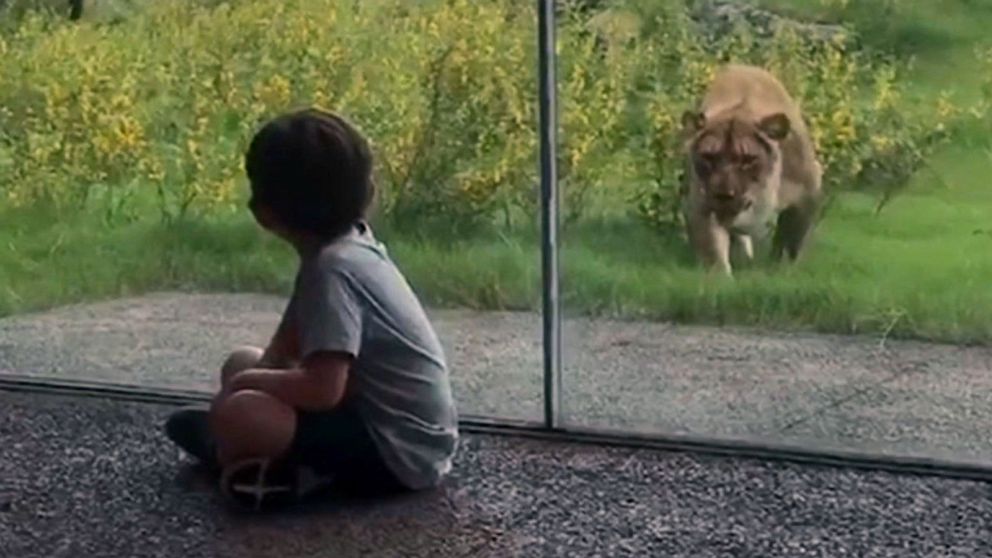 VIDEO: Head: Little boy unfazed as lion pounces toward him