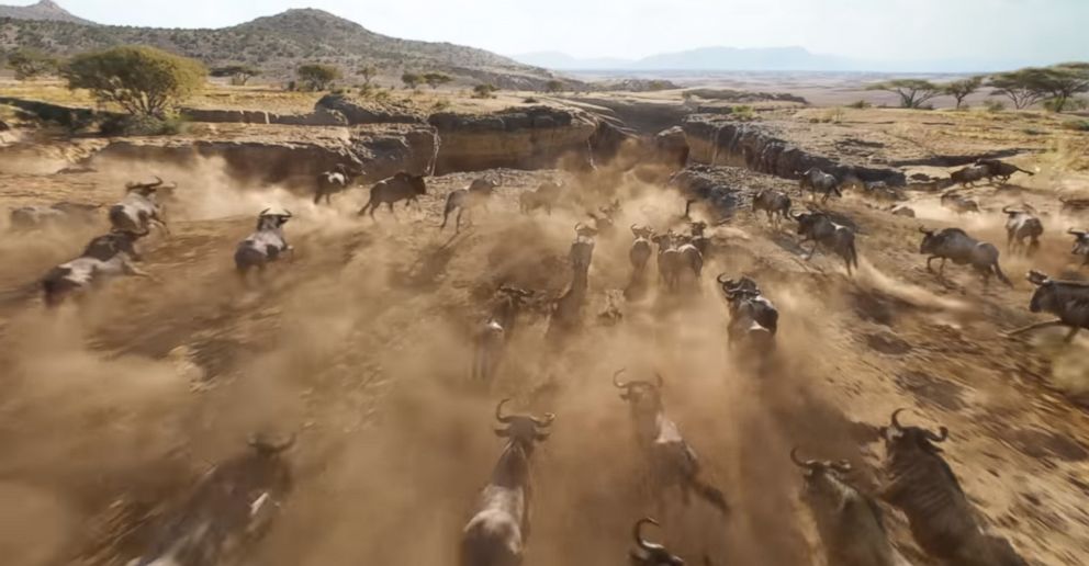 Wildebeests stampeding