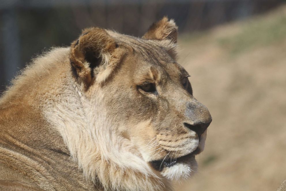 PHOTO: An 18-year-old African lioness named Bridget is puzzling zoologists after she mysteriously sprouted a mane. 