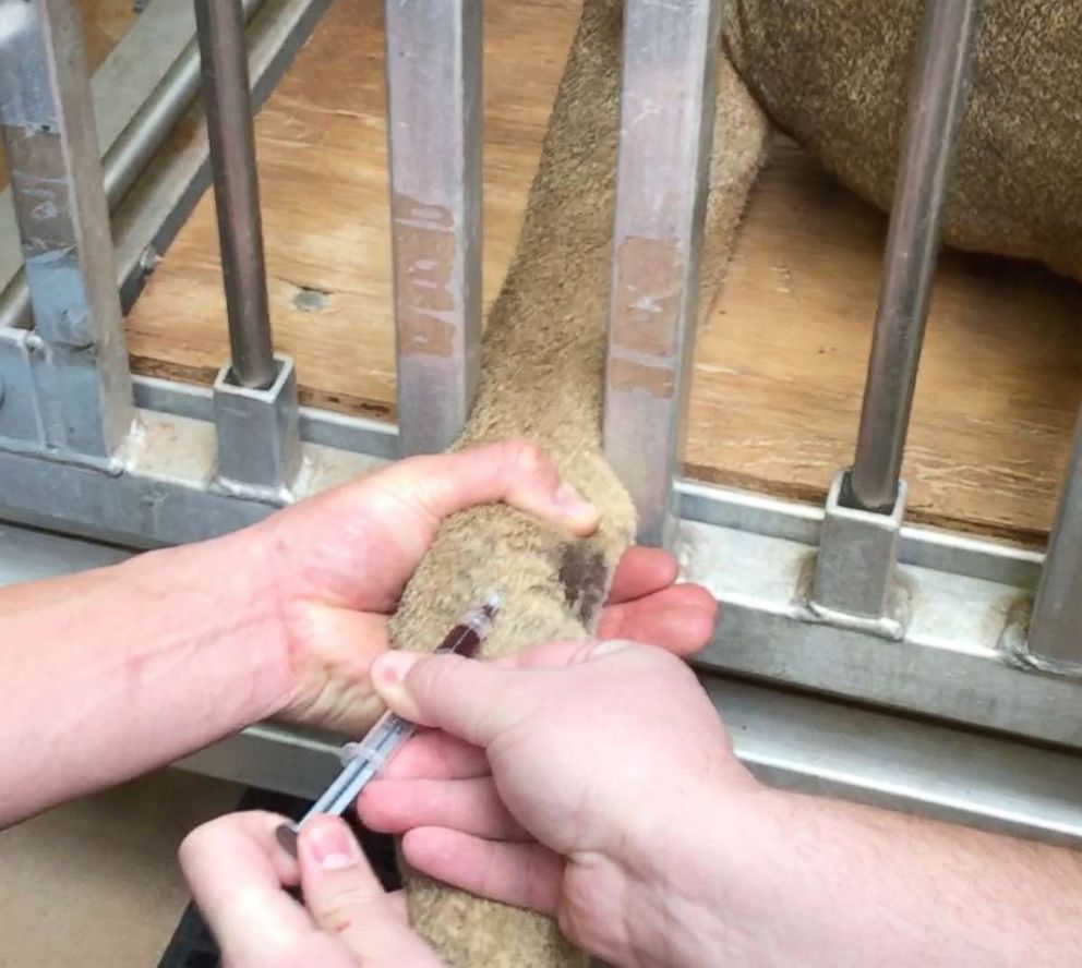 PHOTO: Bridget's caretakers trained her for several days to allow veterinarians to draw blood without using anesthesia.