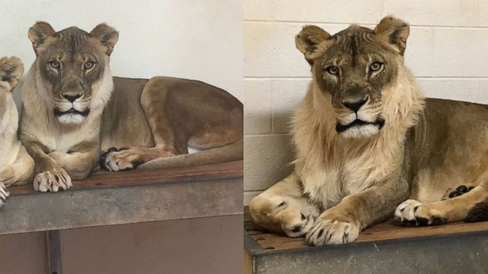 PHOTO: An 18-year-old African lioness named Bridget is puzzling zoologists after she mysteriously sprouted a mane. 