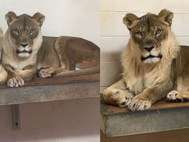 Zoologists puzzled after 18-year-old lioness grows 'exceptionally