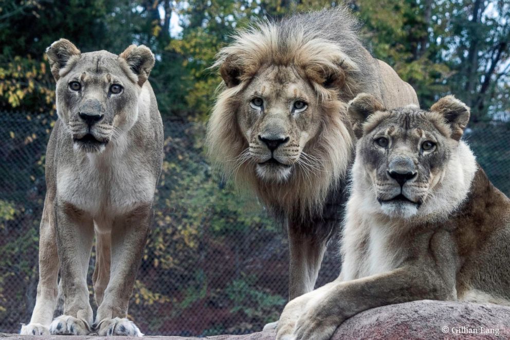 PHOTO: Oklahoma City Zoo veterinarians will compare the Bridget's blood with the blood of her sister, Tia, to search for any abnormalities.