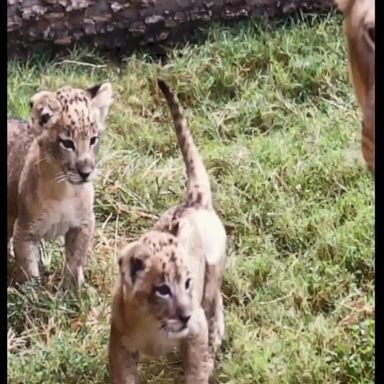 The three African lion cubs wrestled, frolicked and melted hearts as they explored their new surroundings.