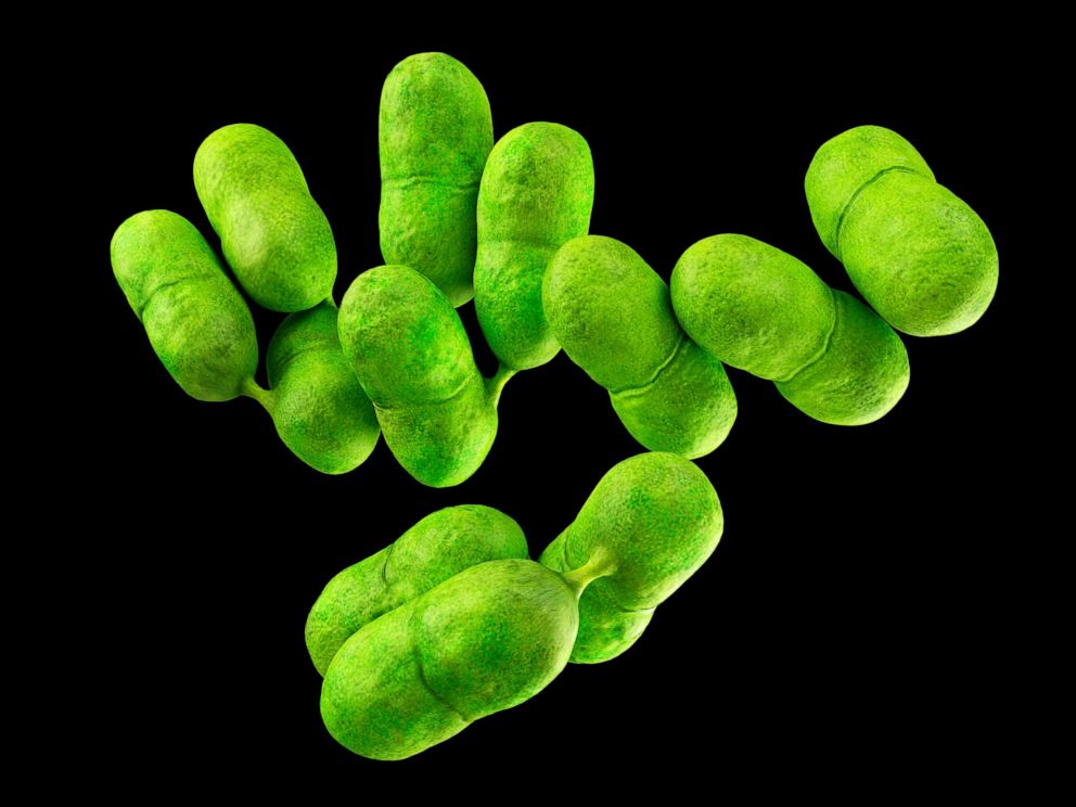 PHOTO: Listeria bacteria is seen here in this undated stock illustration.