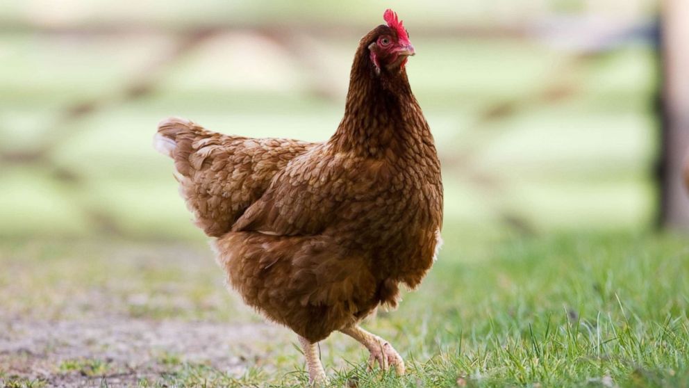 Salmonella outbreak tied to raw chicken products sickens 92 people in ...