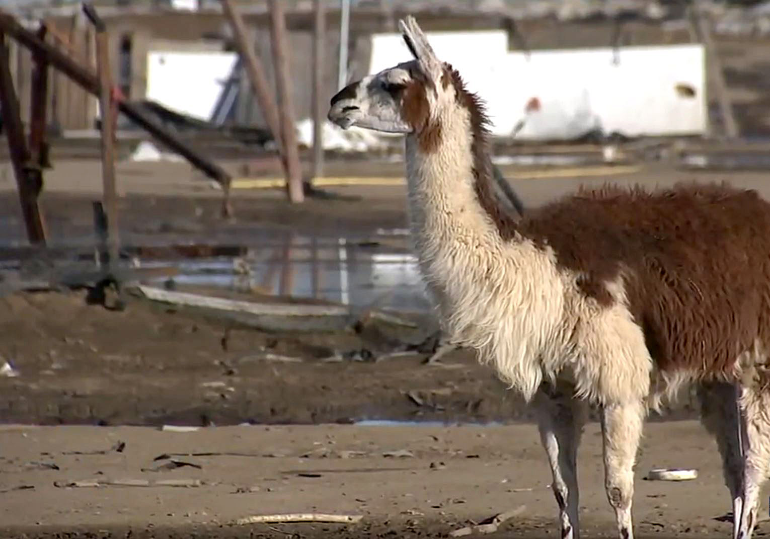 PHOTO: Up to 30 llamas were set loose after they were stolen from an exotic animal farm in Perris, Calif., Dec. 30, 2019.