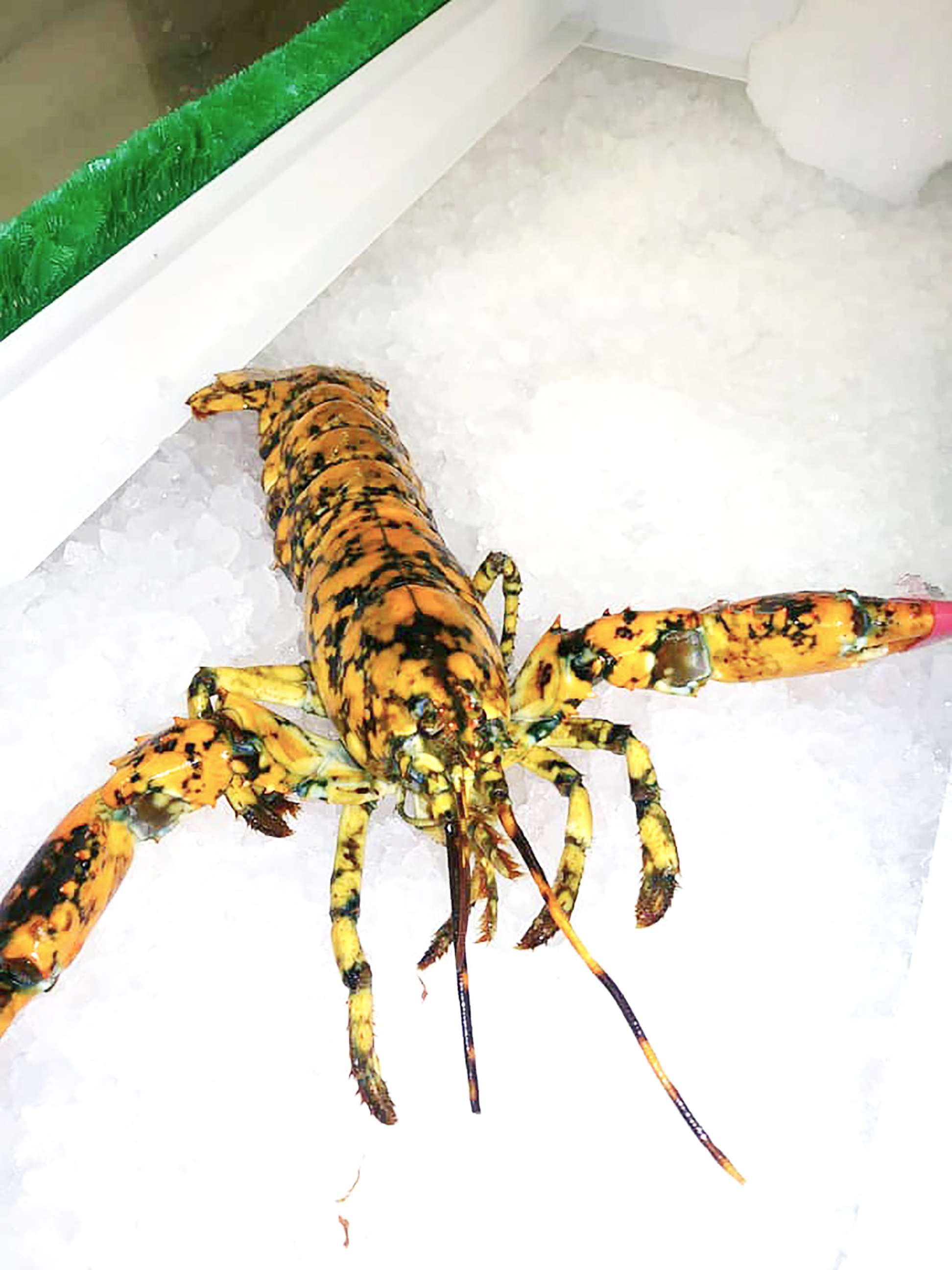 PHOTO: A rare calico lobster was found at the Ocean City Seafood fish market on Dec. 21., 2018.