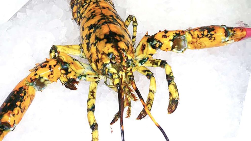 Split Colored Lobster