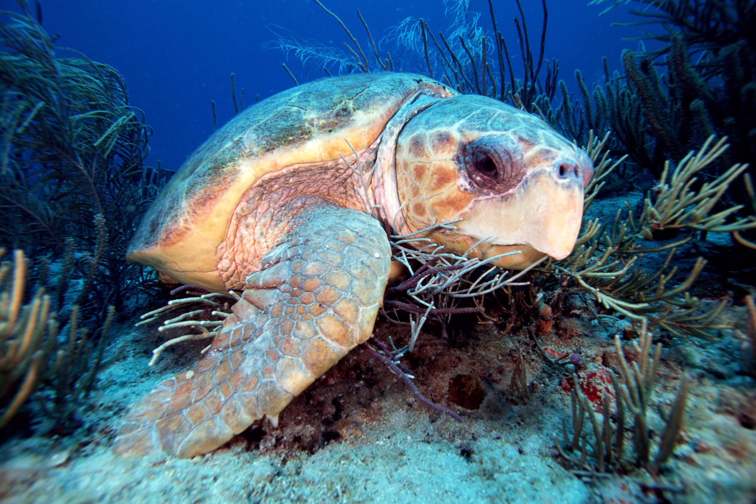 PHOTO: Loggerhead turtle swims in a reef off Florida.