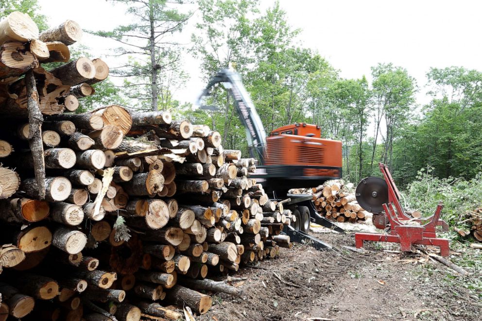 PHOTO: A worker from Kimball & Sons Logging and Trucking swings a crane in a small woodlot in Mechanic Falls, Maine, July 16, 2020.