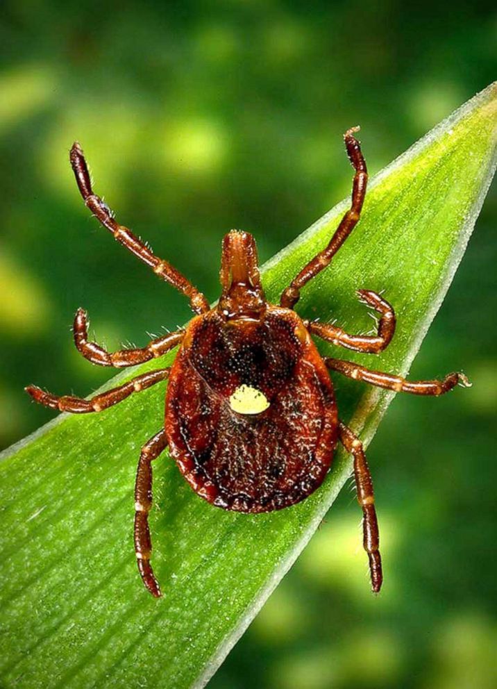 PHOTO: Adult female lone star tick, Amblyomma americanum, on a blade of grass.