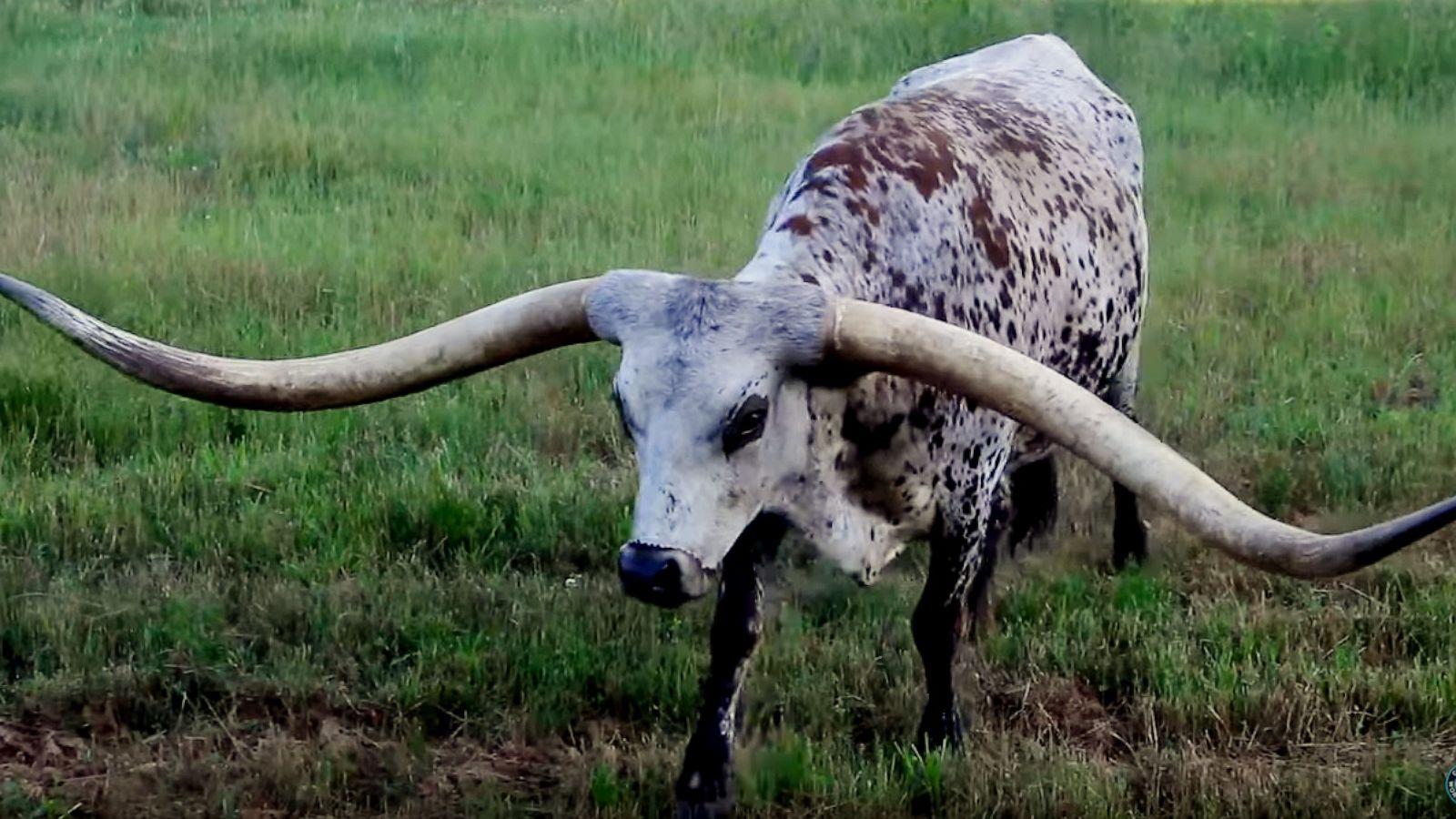 One Longhorn Is Putting an Eco-Friendly Spin on the Texas Cowboy