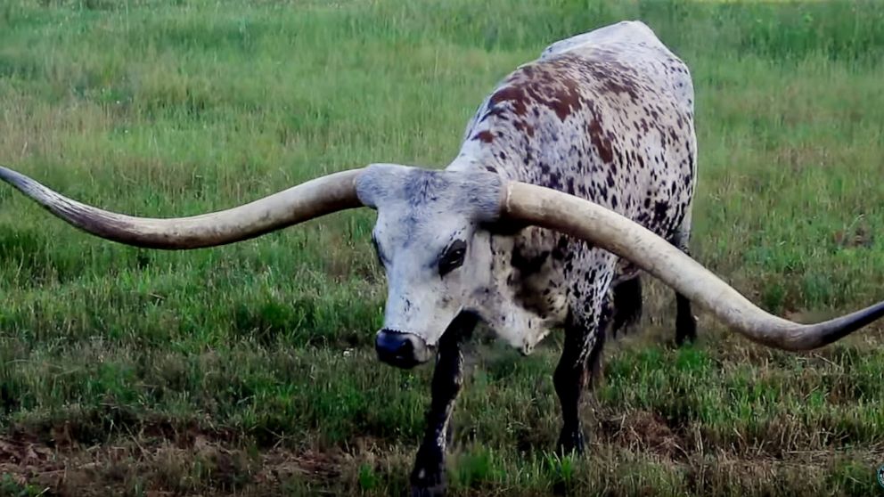 PHOTO: A 7-year-old Texas longhorn named Poncho Via, who lives in Alabama, has earned the Guinness World Record for largest horn spread on a living steer with its 11-foot horn.