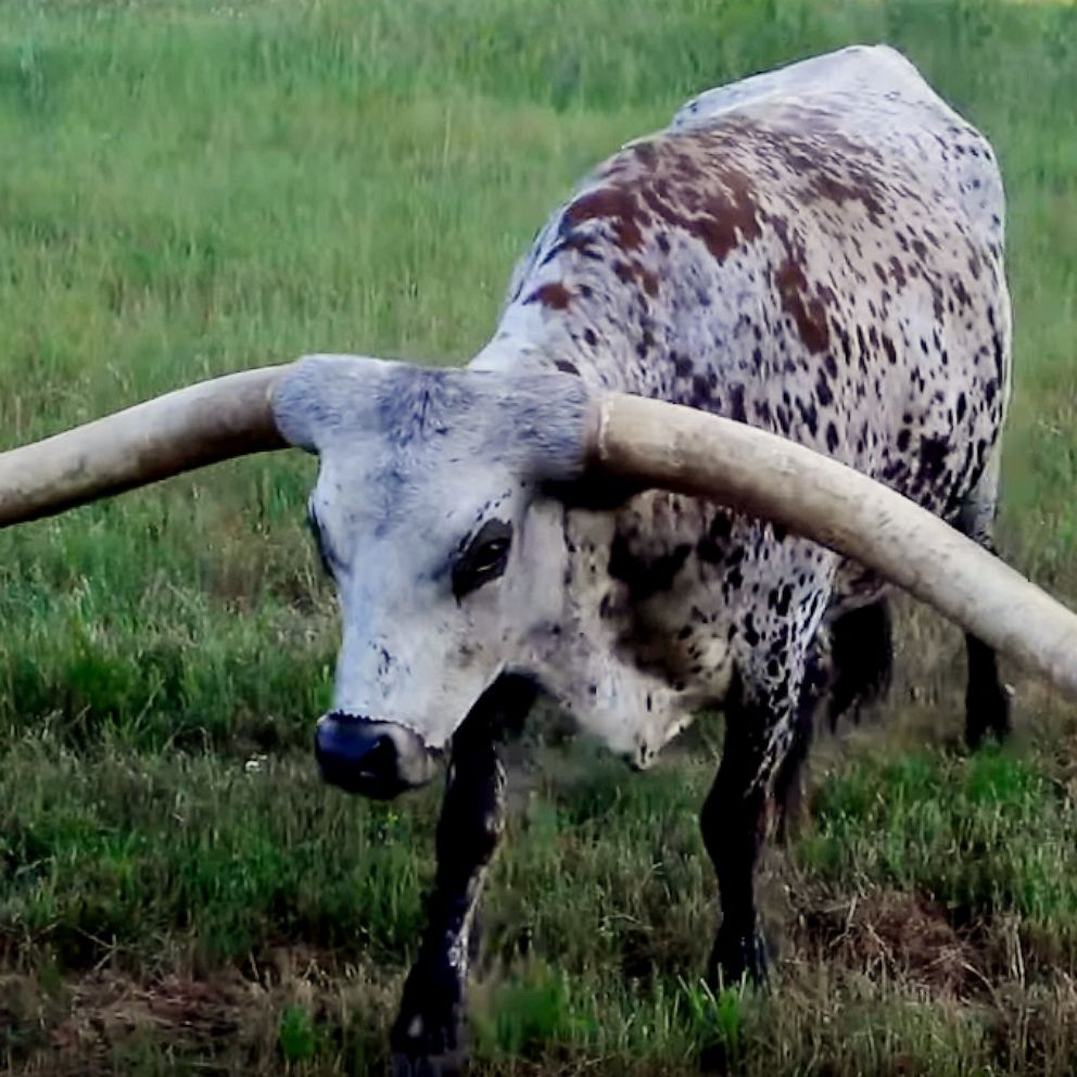 One Set Only Real Mounted Steer Cow Bull Texas Long Horns Longhorn 2 6-3