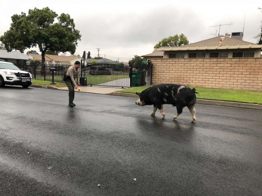 PHOTO: Highland Station received a call reference a pig "the size of a mini horse" running around the neighborhood. Deputy Ponce and Deputy Berg found him and lured him back home with Doritos one of our deputies had in her lunch bag.