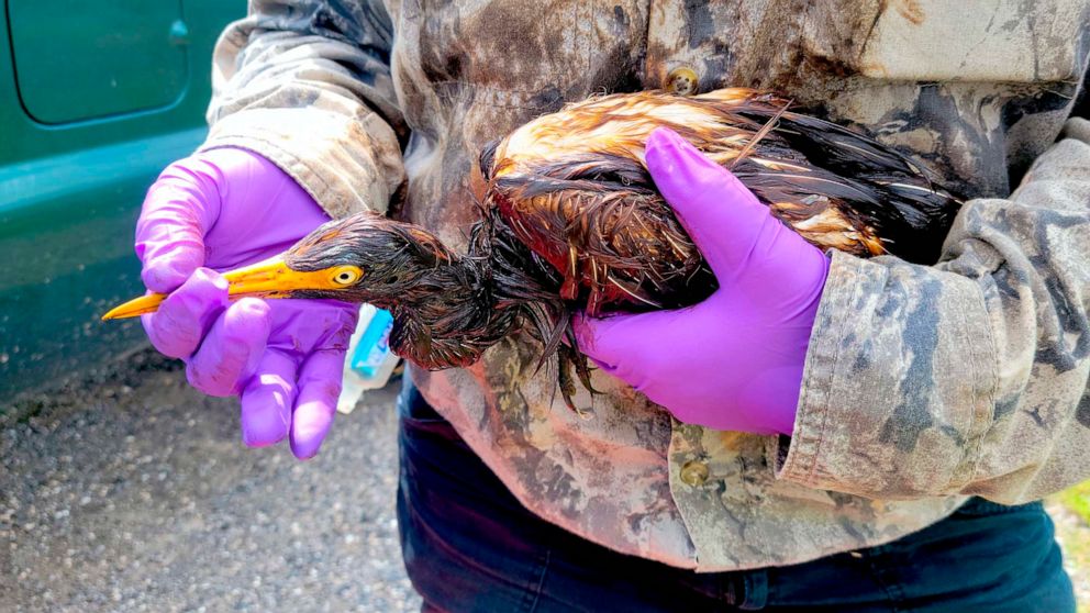 PHOTO: LDWF personnel triage an oiled tricolored heron recovered at the Alliance Refinery oil spill in Belle Chasse, La. in an undated handout photo.