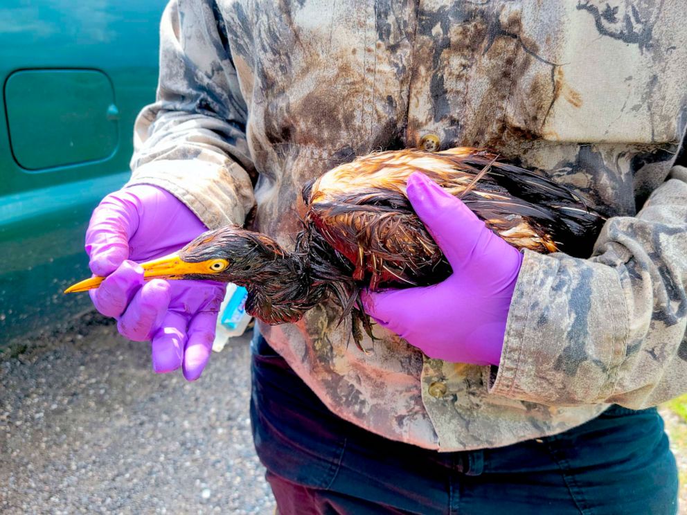 PHOTO: LDWF personnel triage an oiled tricolored heron recovered at the Alliance Refinery oil spill in Belle Chasse, La. in an undated handout photo.