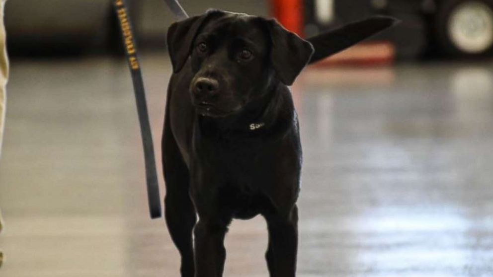 Labrador retriever named Lulu fails out of bomb-sniffing school after she didn't want to sniff out bombs. 