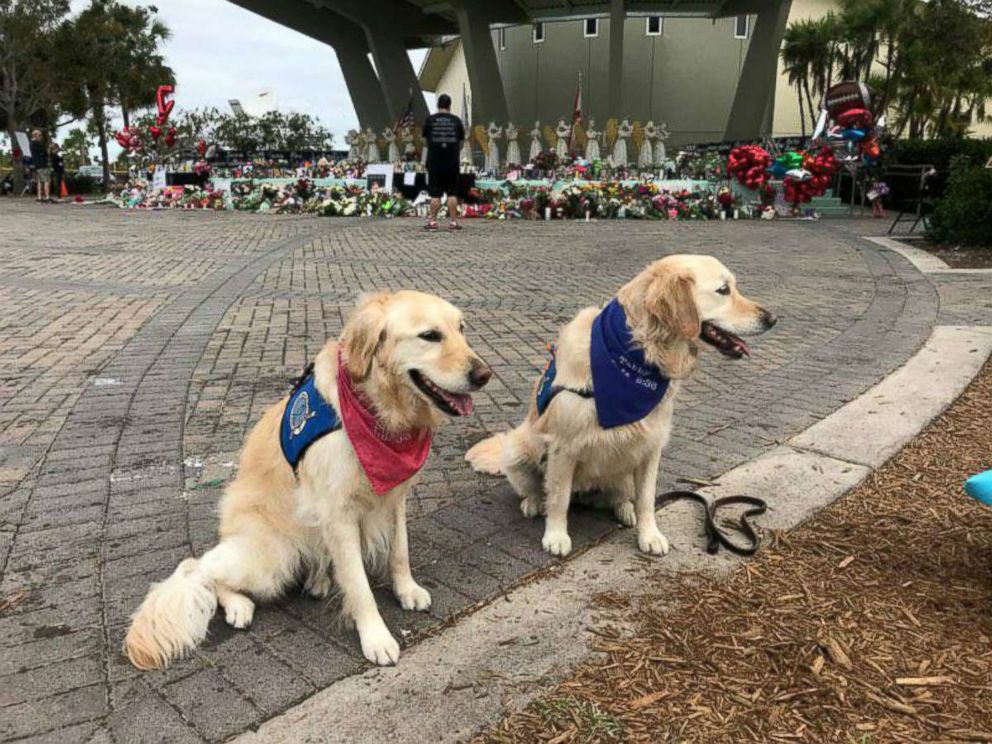 PHOTO: Lutheran Church Charities K-9 Comfort Dog Ministry has 19 dogs dispatched in Parkland, Florida, this week after the deadly mass shooting on Valentine's Day. 