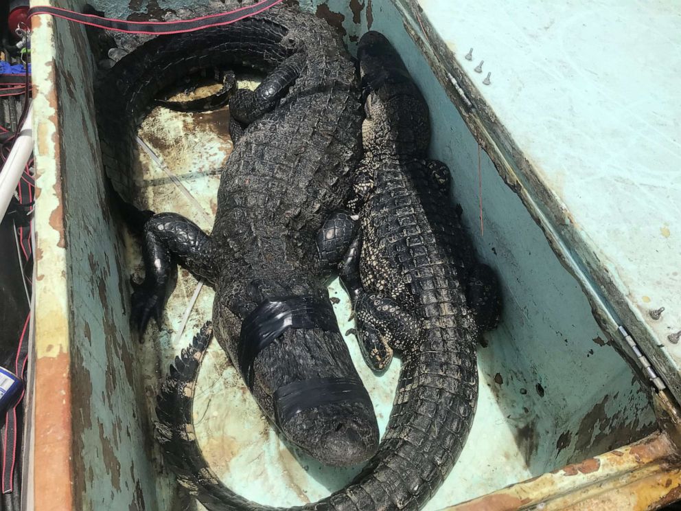 PHOTO: WPBF reports that the larger of the two captured alligators pictured here bit a man at Halpatiokee Regional Park in Stuart, Fla., July 19, 2021.