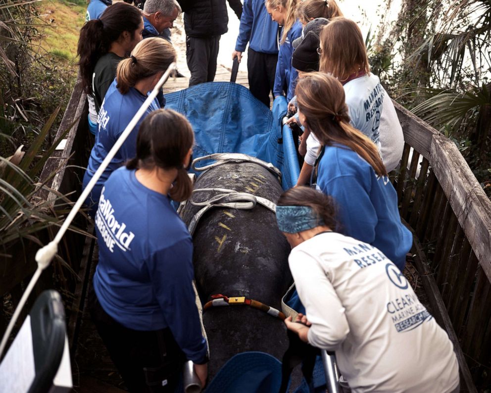 PHOTO: In this Jan. 17, 2022, file photo, Sea World employees carry Corleone, a rehabilitated manatee, to be released to his original home at Blue Springs State Park in Orange City, Fla.