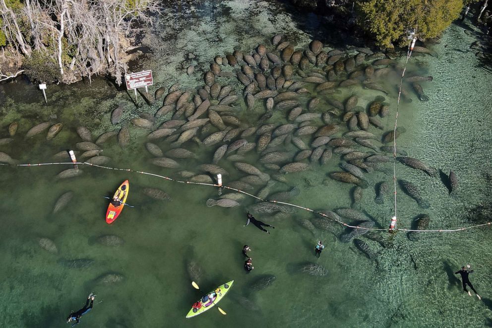 PHOTO: In this Jan. 30, 2022, file photo, snorkelers and kayakers interact with an aggregation of manatees gathered at the entrance to the Three Sisters Springs during a cold morning in Crystal River, Fla.