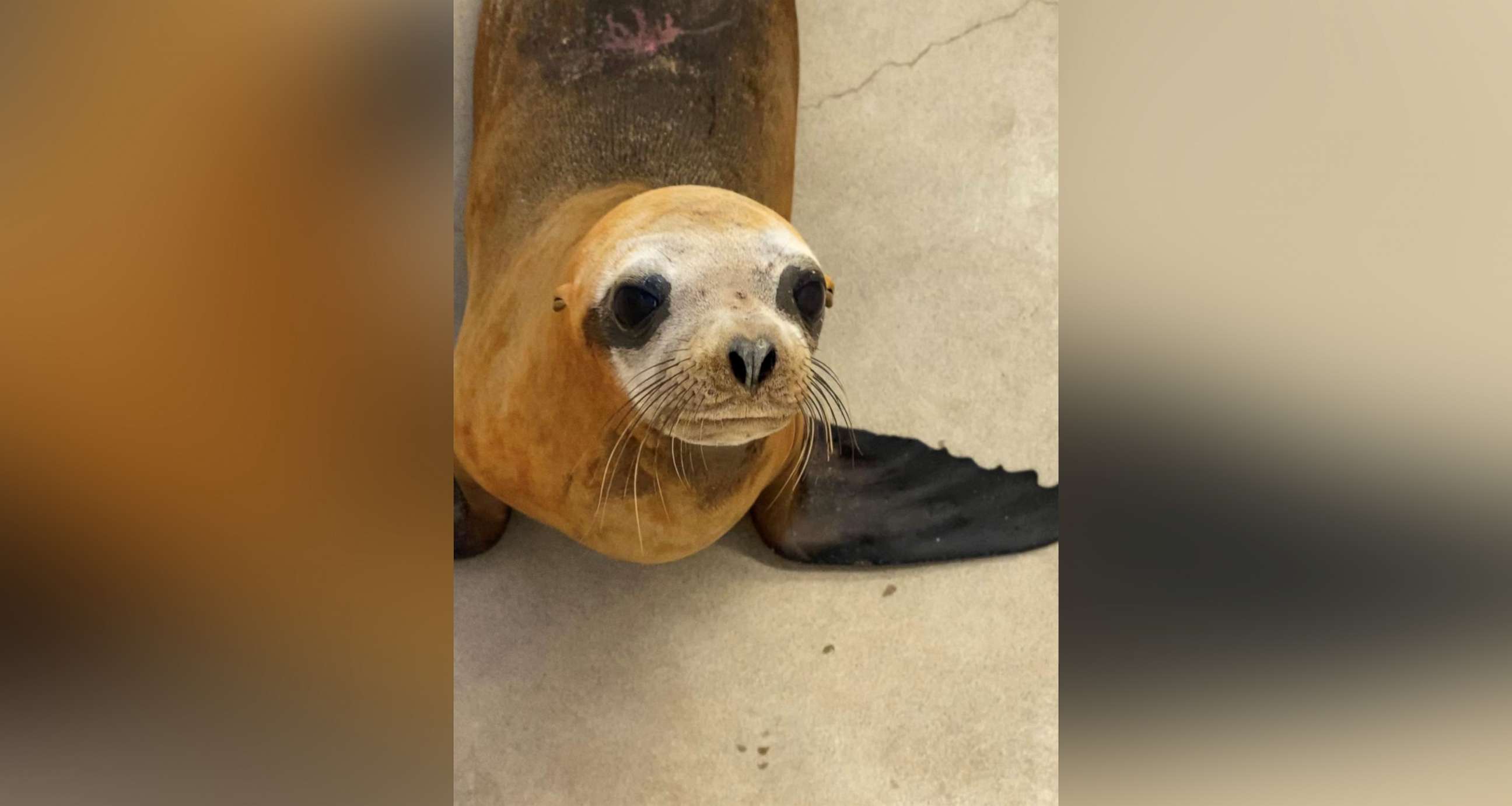 PHOTO: A one-year-old California sea lion nicknamed Mandalorian was rescued at Newport Beach, Calif., on Dec. 16, 2019 by the Pacific Marine Mammal Center.