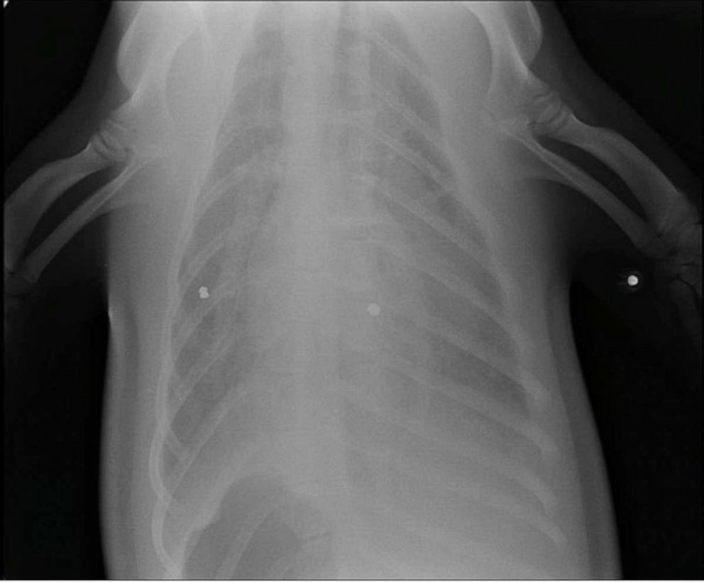 PHOTO: An X-ray of a California sea lion rescued in Newport Beach, Calif., in December 2019 shows pellet or bullet fragments.