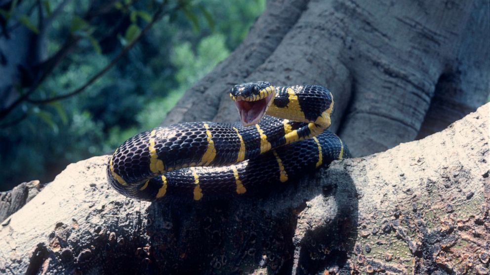 'Mildly venomous' snake reported missing from Bronx Zoo ...