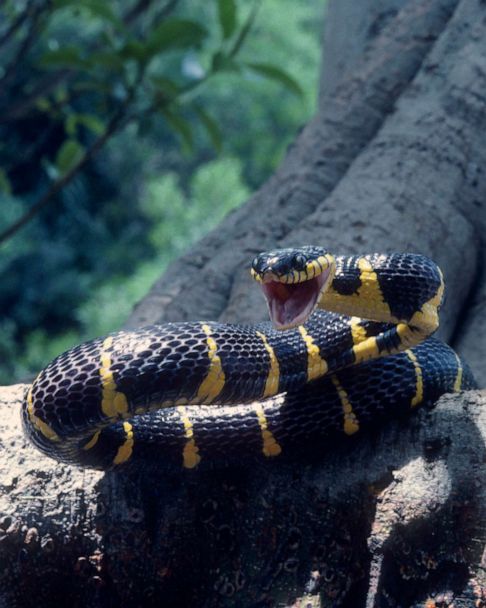 mangrove-snake-stock-gty-jef-