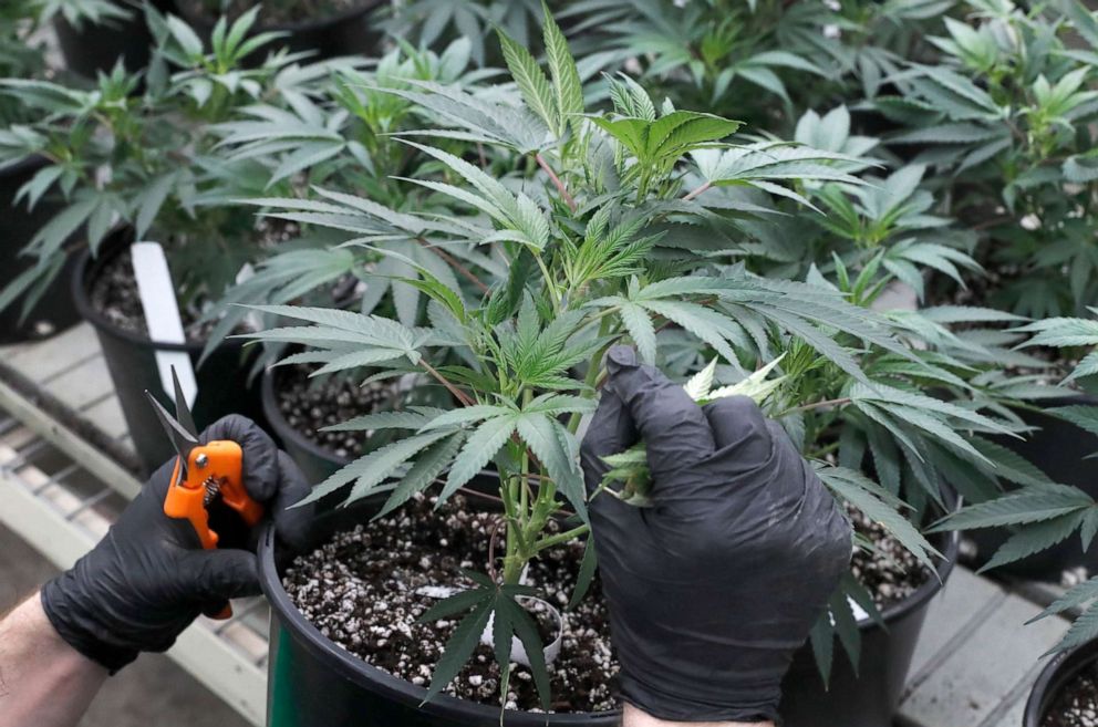 PHOTO: In this Tuesday, Jan. 14, 2020, photo, cannabis is grown at Revolution Global's cannabis cultivation center in Delavan, Ill.