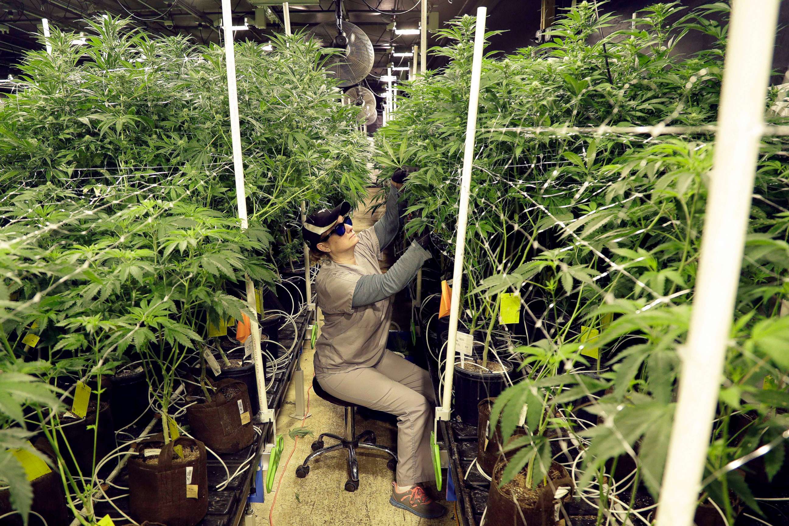 PHOTO: A grow employee at Compassionate Care Foundation's medical marijuana dispensary, trims leaves from marijuana plants in the company's grow house in Egg Harbor Township, N.J., March 22, 2019.