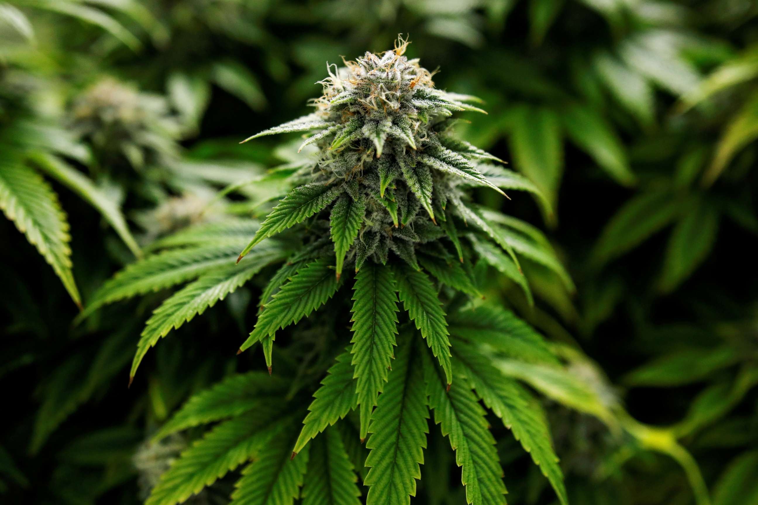 PHOTO: Chemdawg marijuana plants grow at a facility, Oct. 29, 2019.