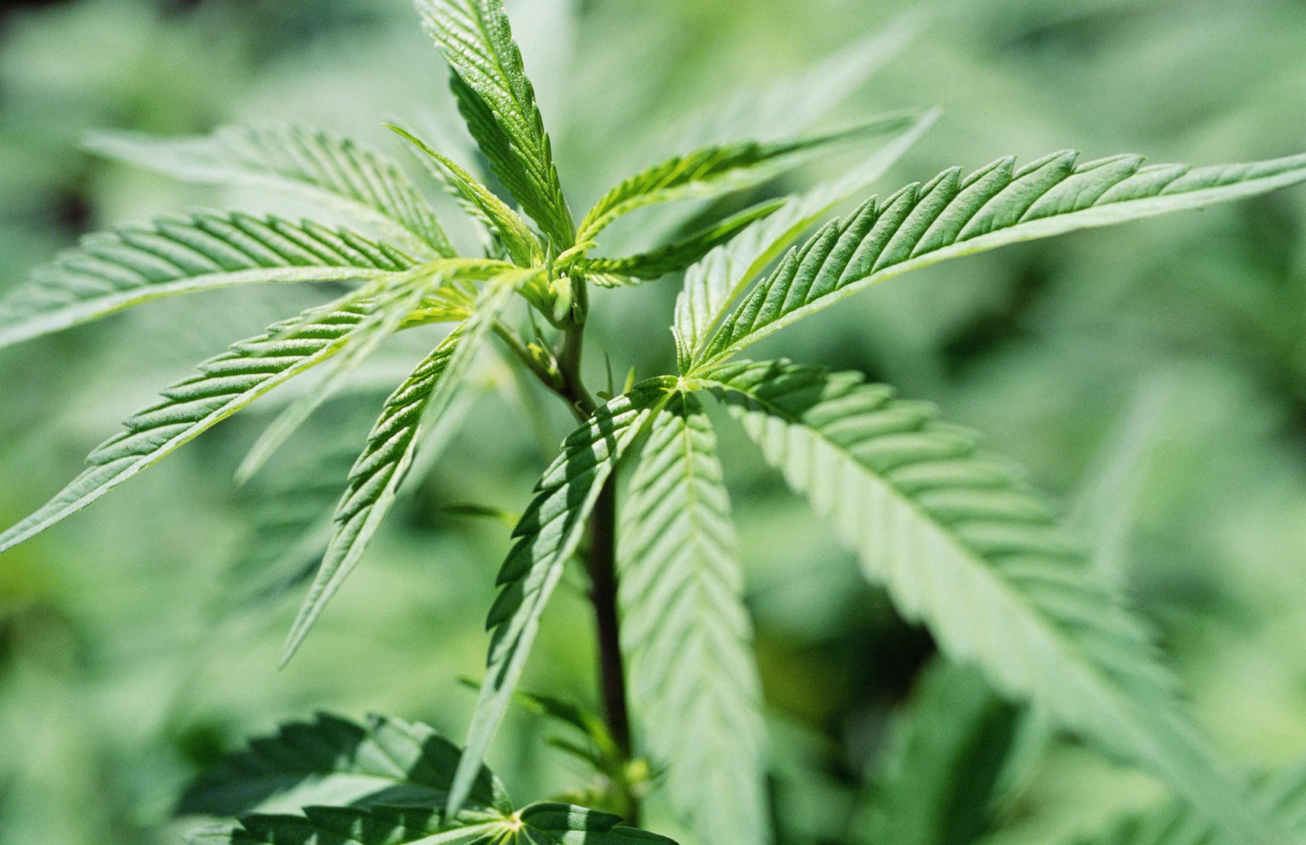 PHOTO: A marijuana plant is pictured in this undated stock photo.