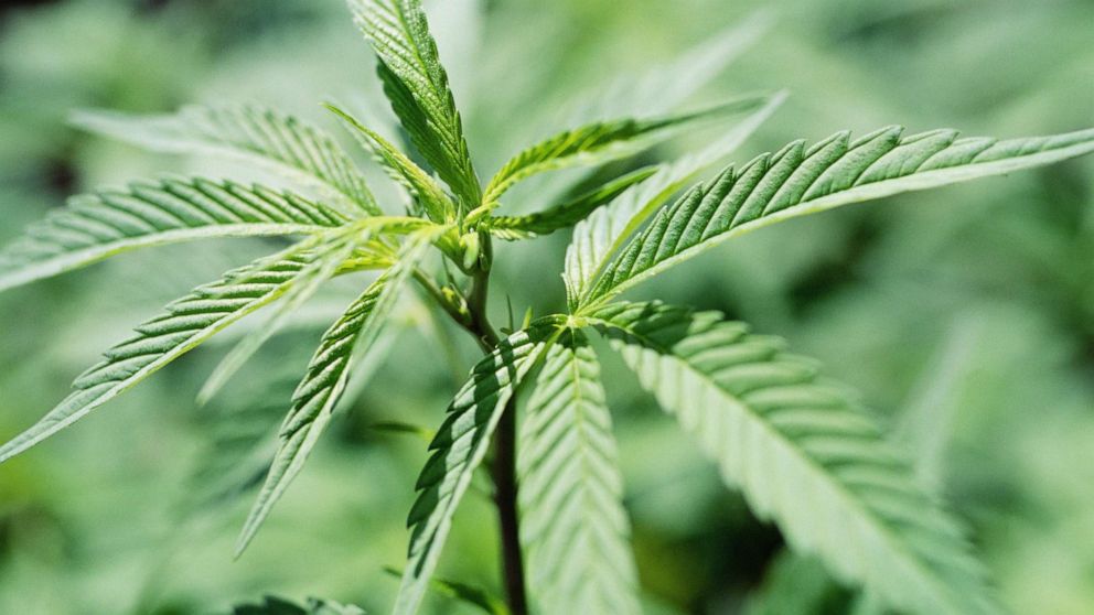 PHOTO: A marijuana plant is pictured in this undated stock photo.