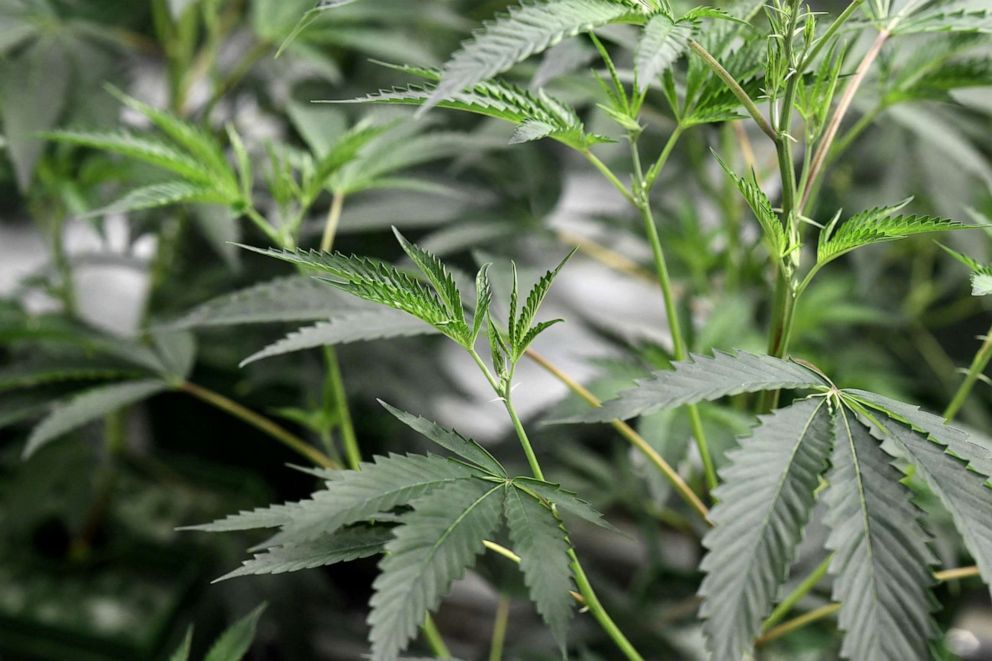 PHOTO: Marijuana plants grow under artificial light at the Green Pearl Organics dispensary on the first day of legal recreational marijuana sales in California, Jan. 1, 2018.