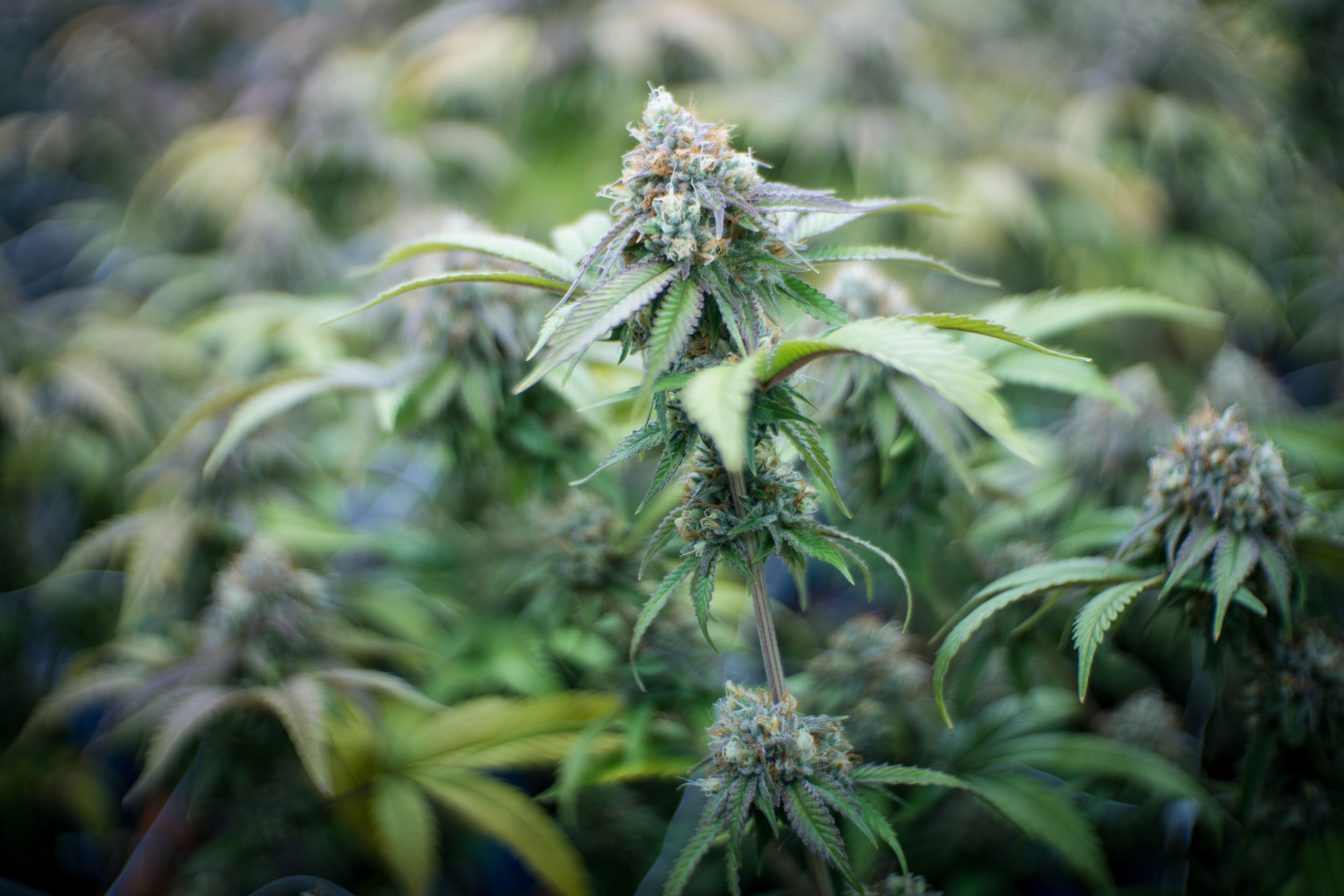 PHOTO: A legally grown marijuana plant is pictured at farm in Oregon in this undated stock image. 