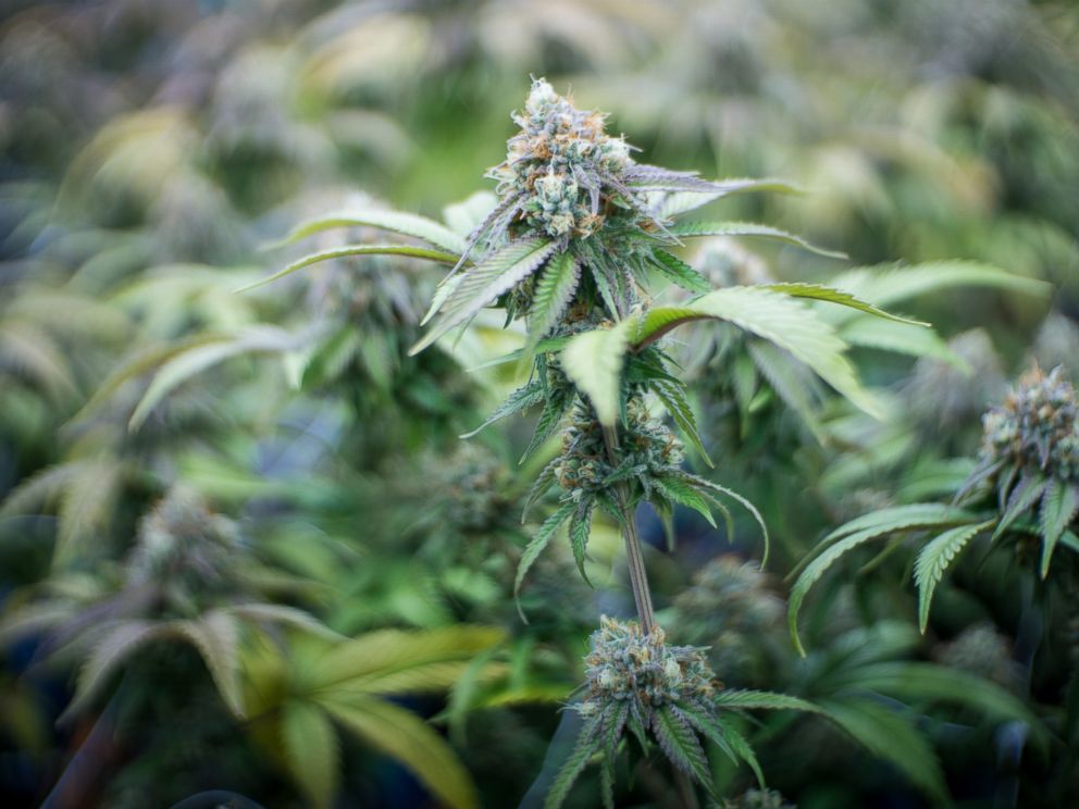 PHOTO: A legally grown marijuana plant is pictured at farm in Oregon in this undated stock image.