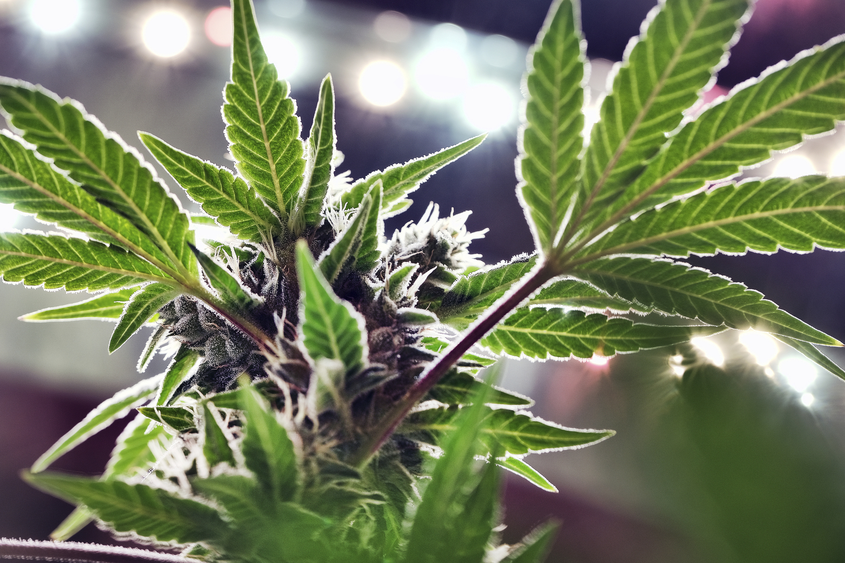 PHOTO: This May 20, 2019 file photo shows a mature marijuana plant beginning to bloom under artificial lights at Loving Kindness Farms in Gardena, Calif. 