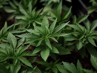  DOJ releases proposed rule to reclassify marijuana image