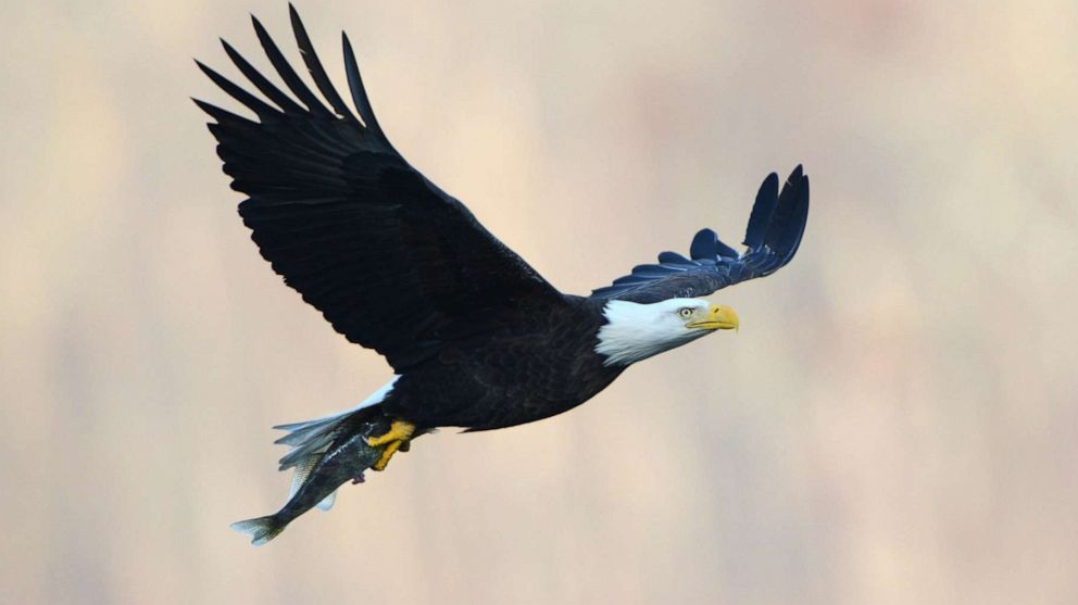 PHOTO: An American bald eagle carries away dinner at a prime fishing ground below Conowingo Dam in Harford County, Md., Nov. 29, 2012.