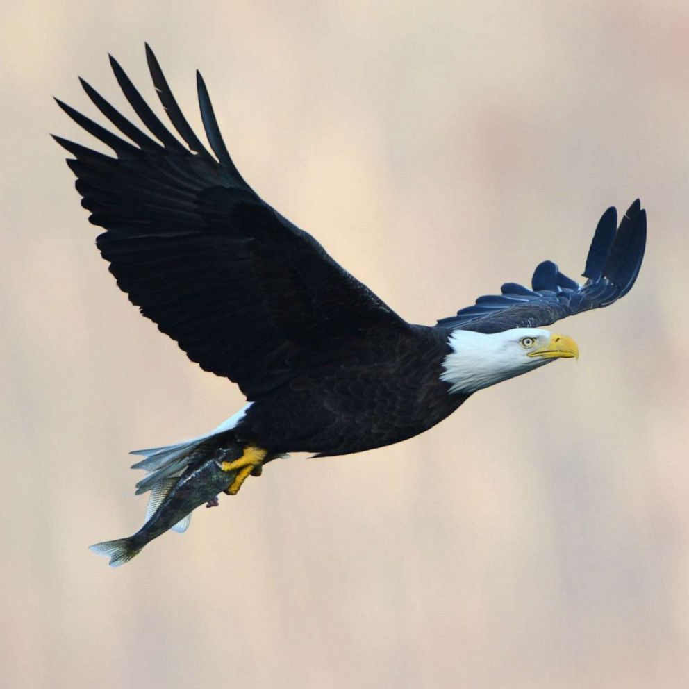 3 Adult Bald Eagles Watch Over 3 Eaglets In Nest Along Mississippi River