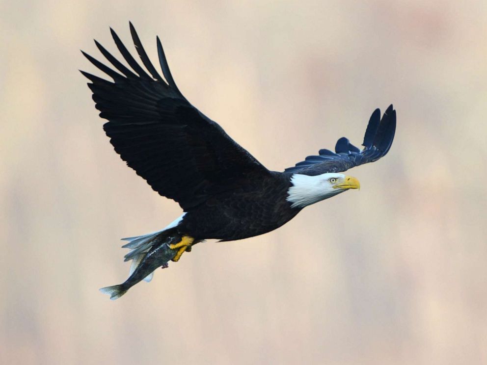 PHOTO: An American bald eagle carries away dinner at a prime fishing ground below Conowingo Dam in Harford County, Md., Nov. 29, 2012.